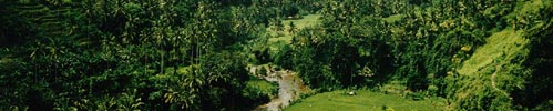Indonesian